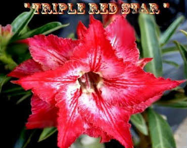 Adenium Obesum \'Triple Red Star\' 5 Seeds